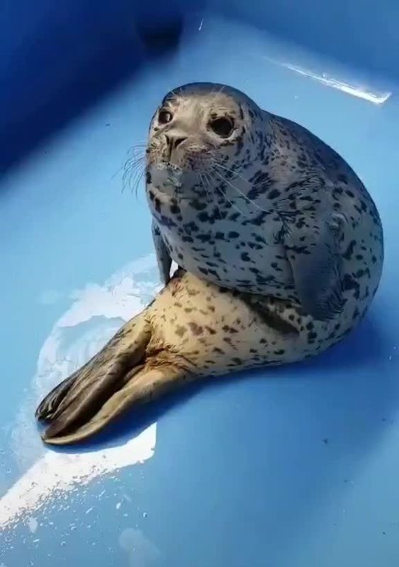 seal