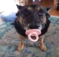 doggy with a pacifier