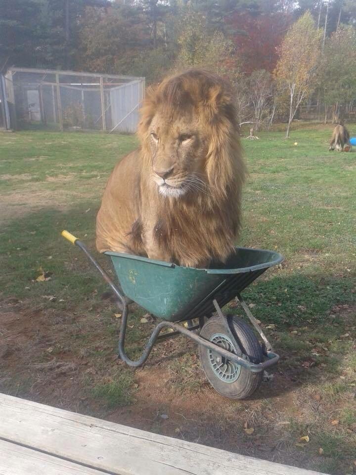 silly lion