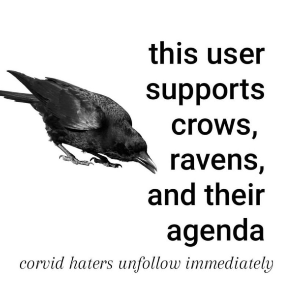 corvids