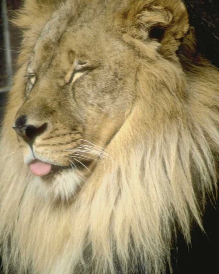 silly lion