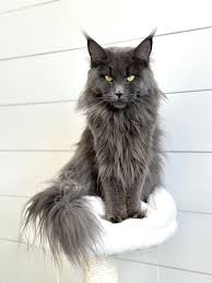 a grey maine coon cat