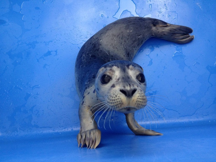 seal doing a handstand