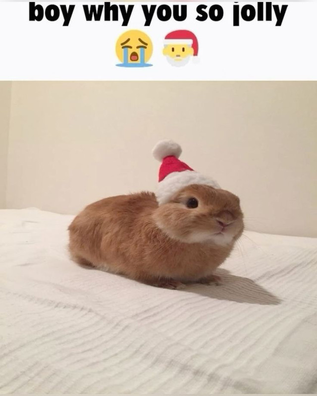 boy why you so jolly rabbit